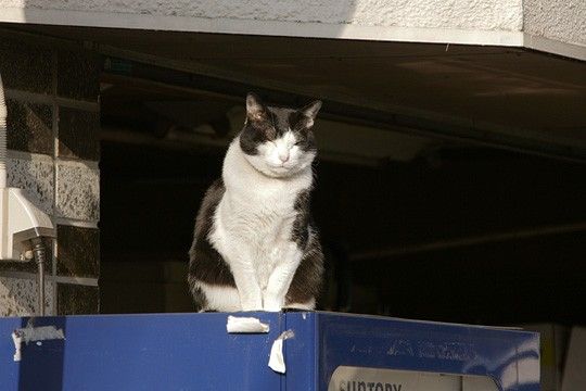 ねこ