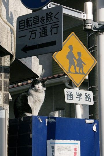 ねこ