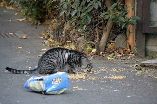 ねこ