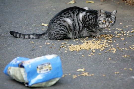 ねこ