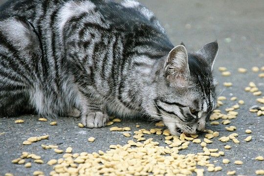 ねこ