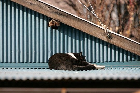 ねこ