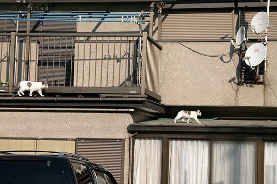 ねこ