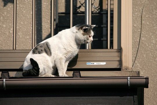 ねこ