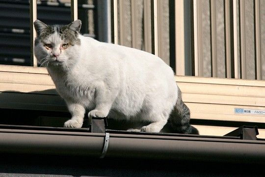 ねこ