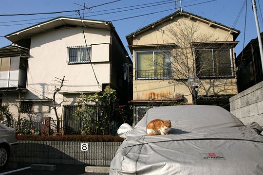 ねこ