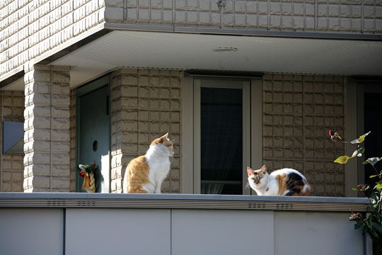 ねこ