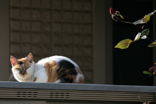 ねこ