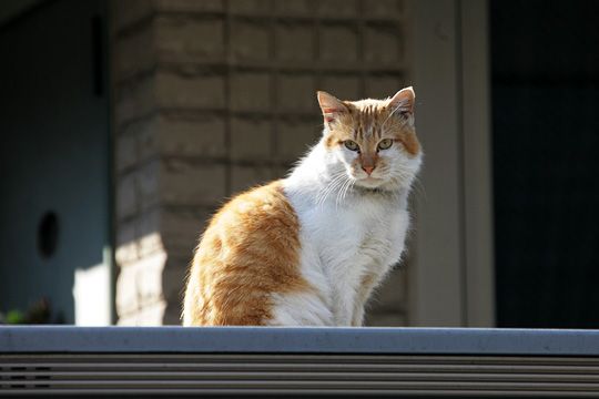 ねこ