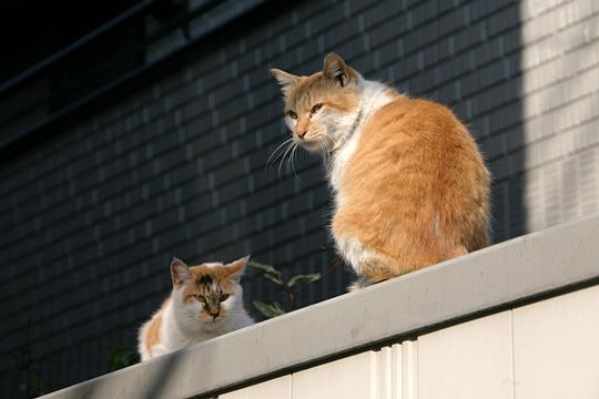 ねこ