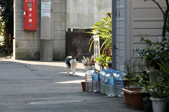 ねこ