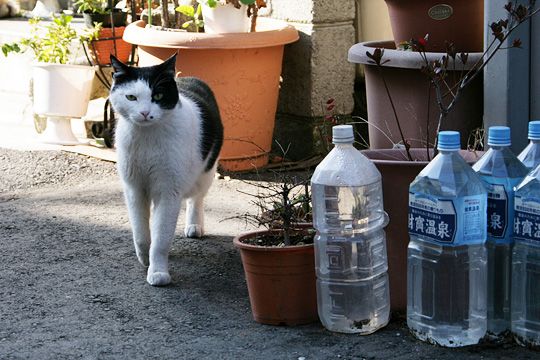 ねこ