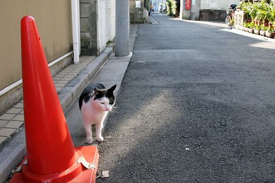 ねこ