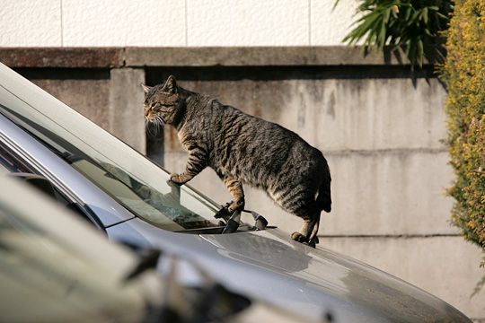 ねこ