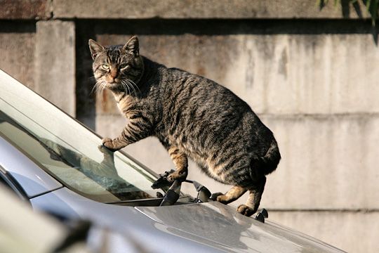 ねこ