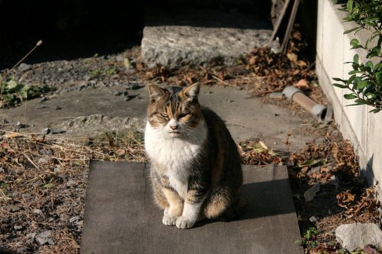 ねこ