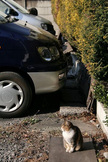 ねこ