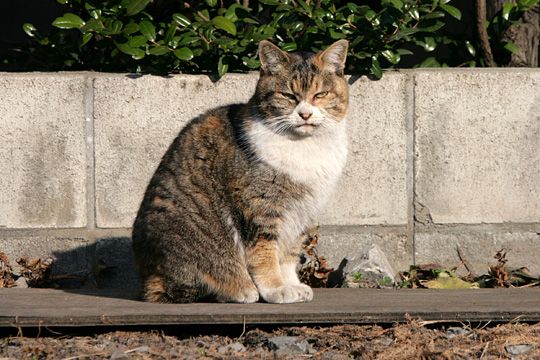 ねこ