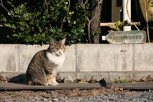 ねこ