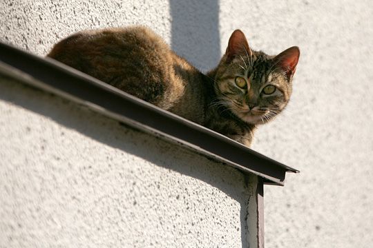 ねこ