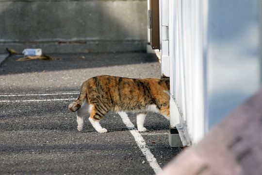 ねこ