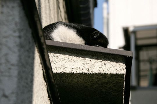 ねこ