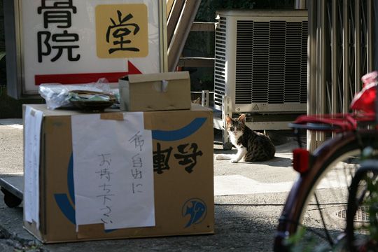 ねこ