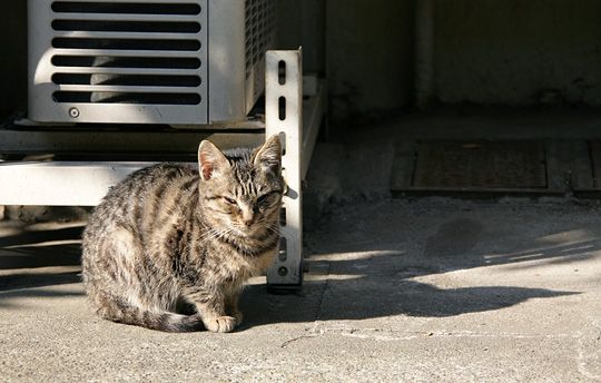 ねこ