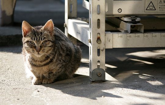 ねこ