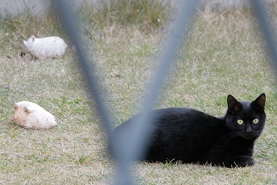 ねこ