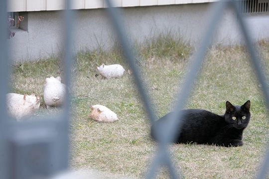 ねこ