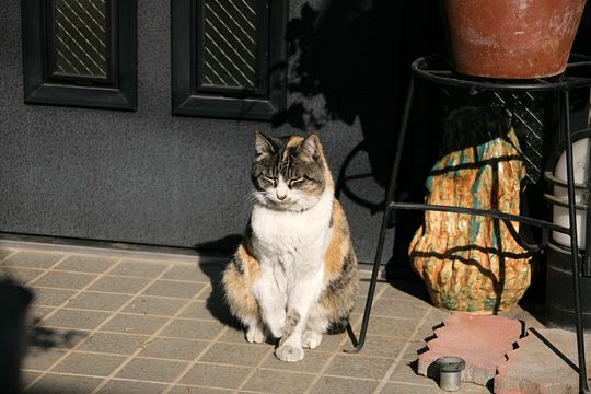 ねこ