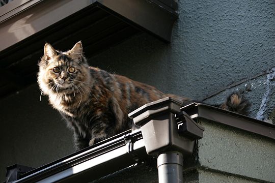 ねこ