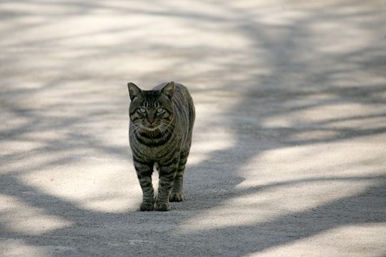 ねこ