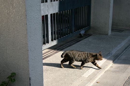 ねこ