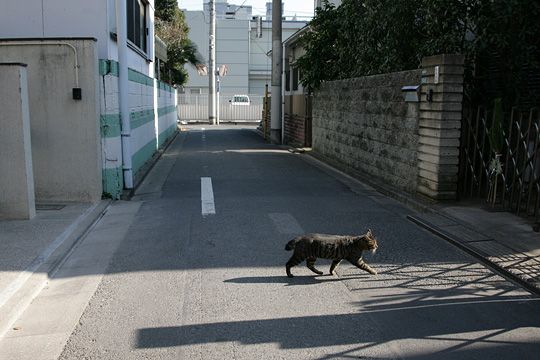 ねこ