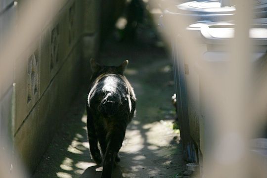 ねこ