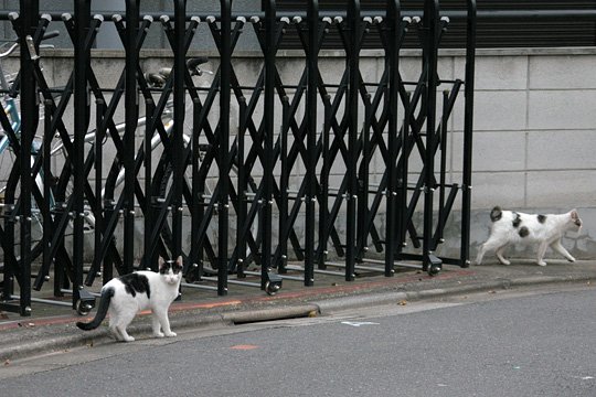 街のねこたち