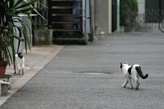 街のねこたち
