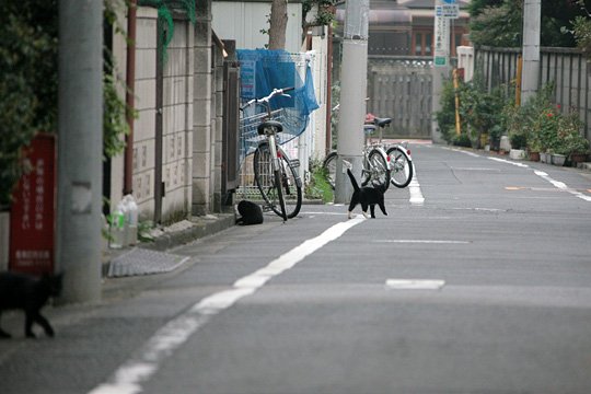 街のねこたち