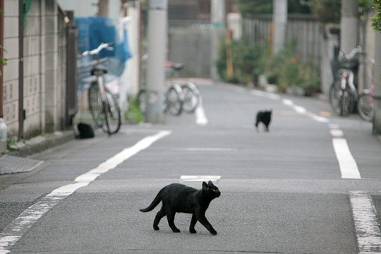 街のねこたち