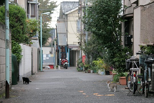 街のねこたち