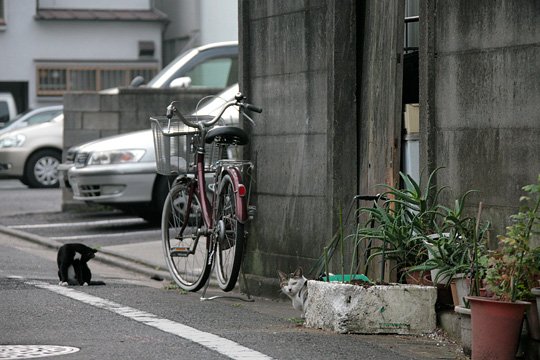 街のねこたち