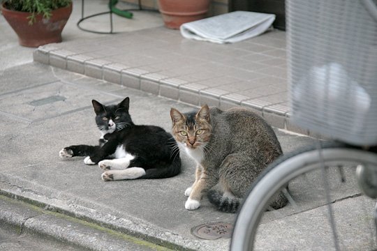 街のねこたち