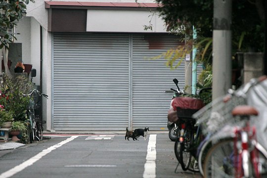 街のねこたち