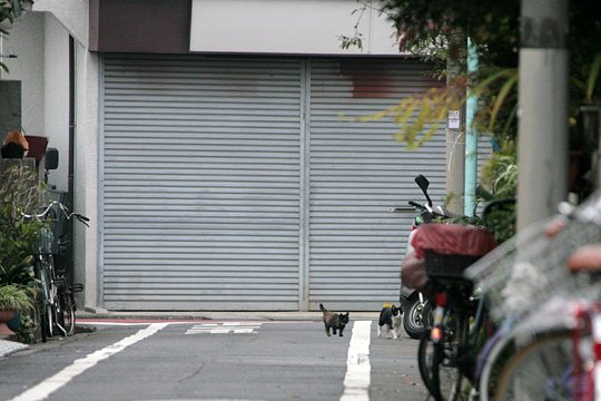 街のねこたち
