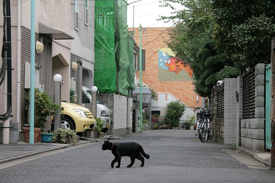 街のねこたち