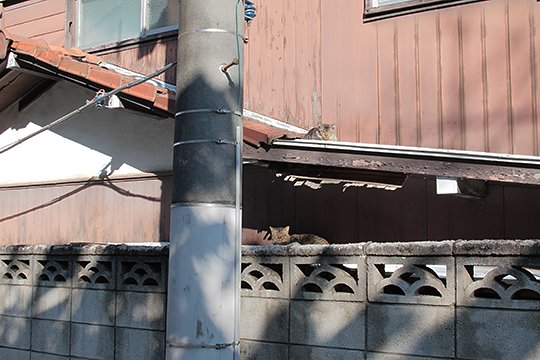 街のねこたち