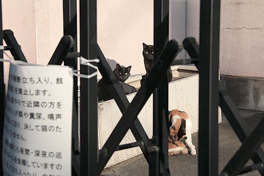 街のねこたち