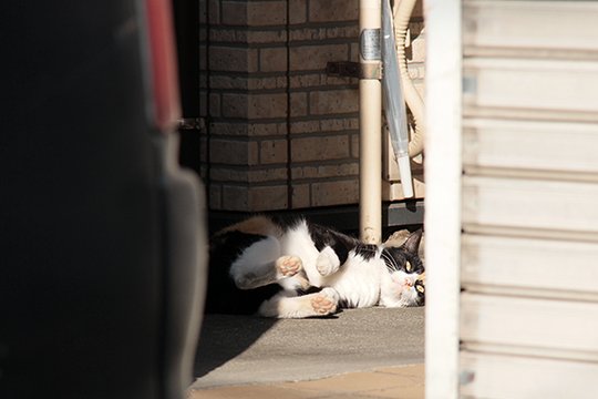 街のねこたち
